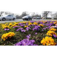 2250_1372 Fruehling an Hamburgs Strassen, gelbe und violette Krokusse blühen auf einer Verkehrsinsel | Fruehlingsfotos aus der Hansestadt Hamburg; Vol. 2